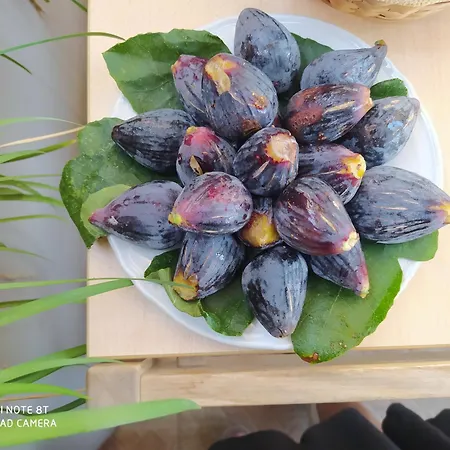 Frühstückspension Domu Mea 3*