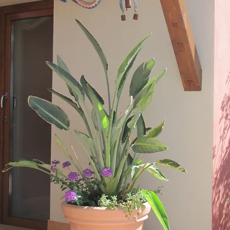 Domu Mea Bed and breakfast