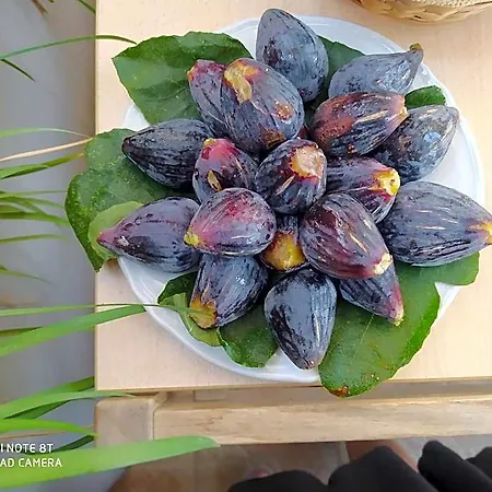 Domu Mea Oda ve Kahvaltı Sarroch